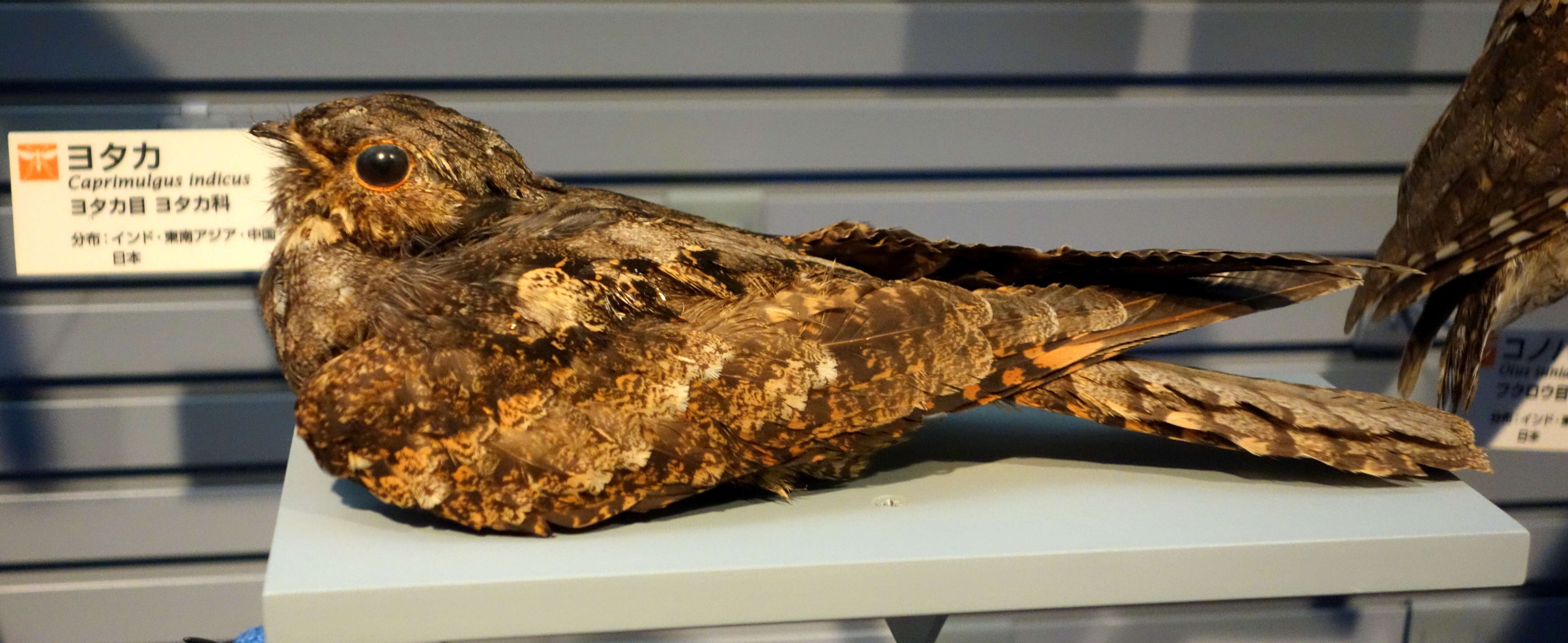 Image of Grey Nightjar