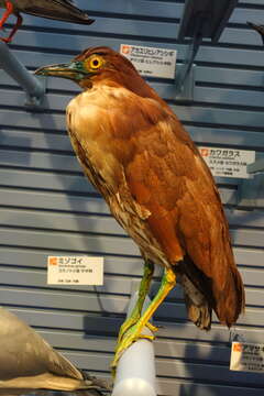 Image of Japanese Night Heron