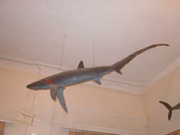 Image of thresher sharks