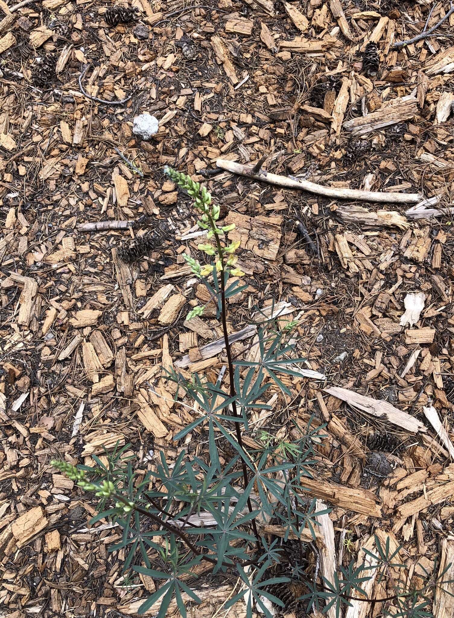 Plancia ëd Lupinus angustiflorus Eastw.