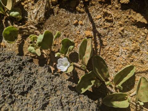 Image of oval-leaf clustervine