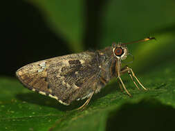 Image of Naevolus orius Mabille 1883