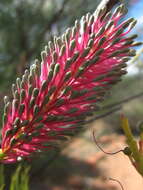 Image of Grevillea petrophiloides subsp. petrophiloides