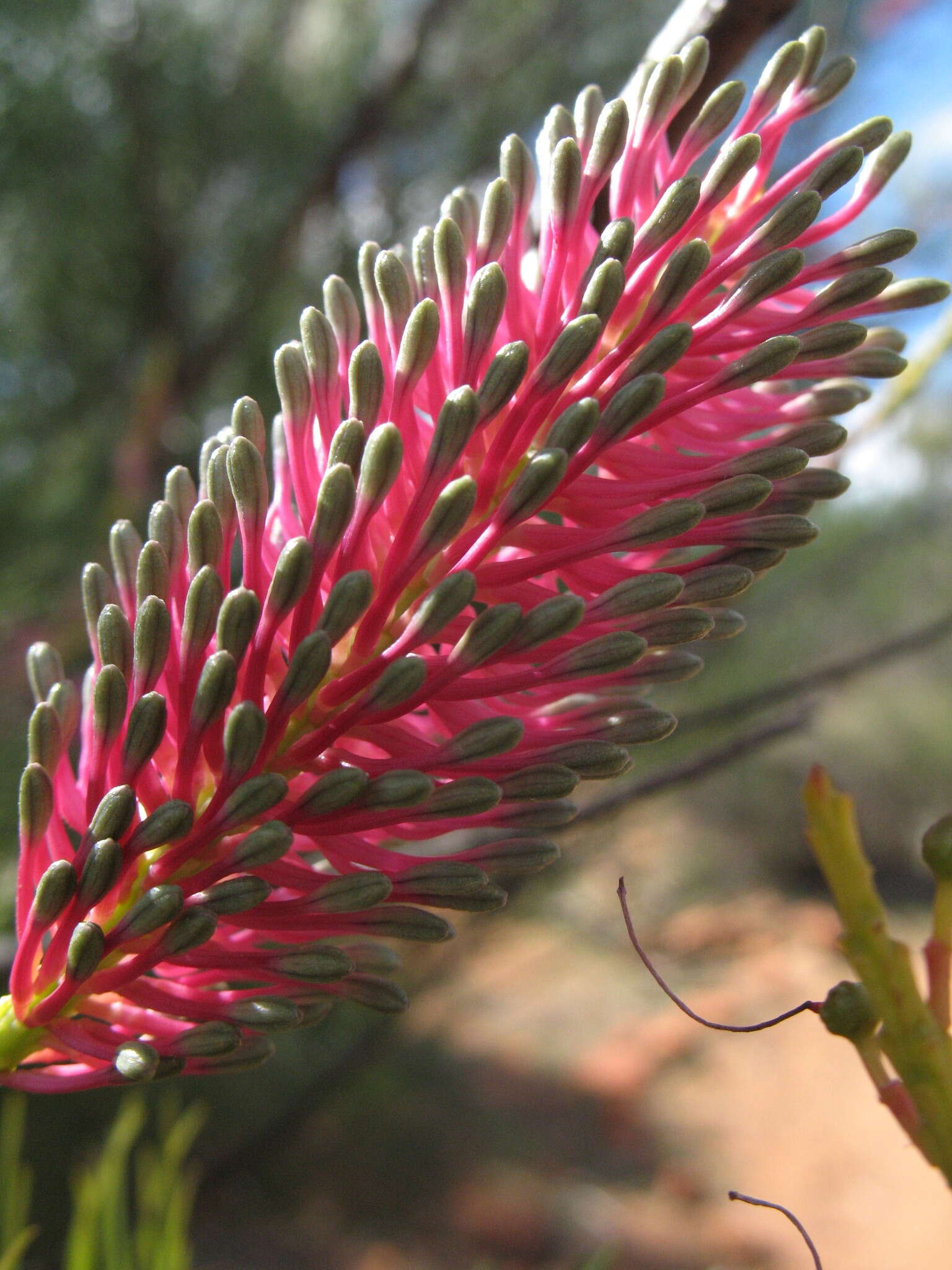 Image of Grevillea petrophiloides subsp. petrophiloides