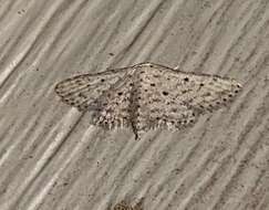 Image of Stippled Sigela Moth