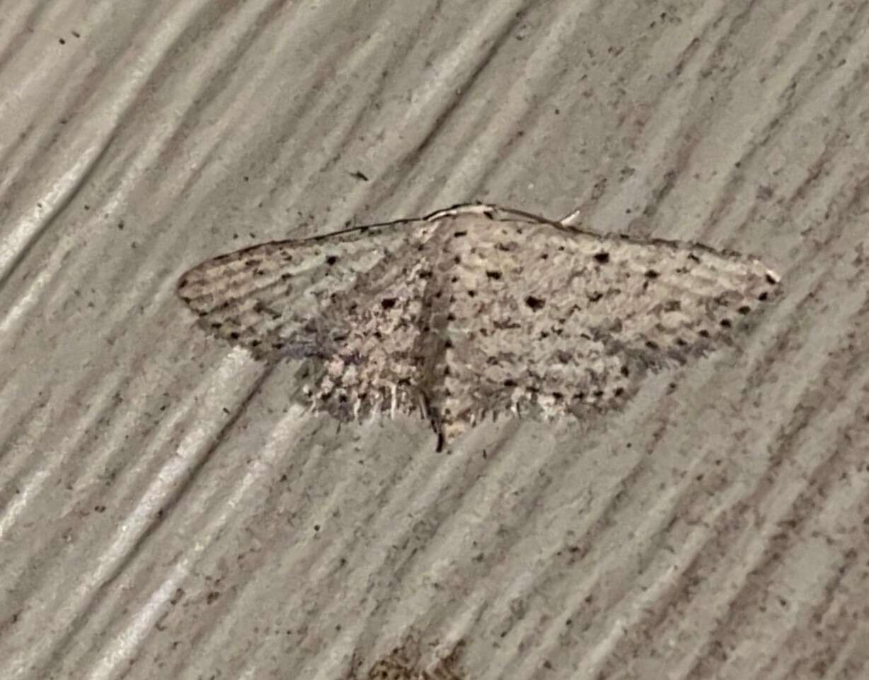 Image of Stippled Sigela Moth