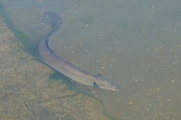 Image of short-finned eel