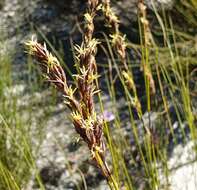 Image of Tetraria capillacea (Thunb.) C. B. Clarke