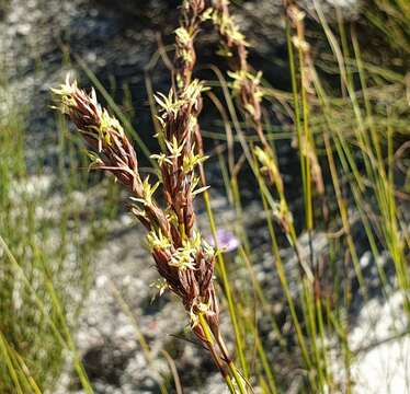 صورة Tetraria capillacea (Thunb.) C. B. Clarke