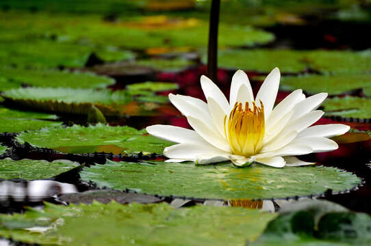 Image of Egyptian white water-lily