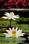 Image of Egyptian white water-lily