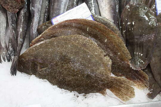 Image of Brill