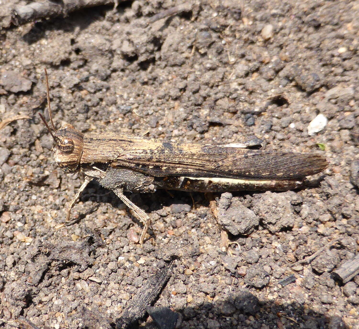 Image of Morphacris fasciata (Thunberg 1815)