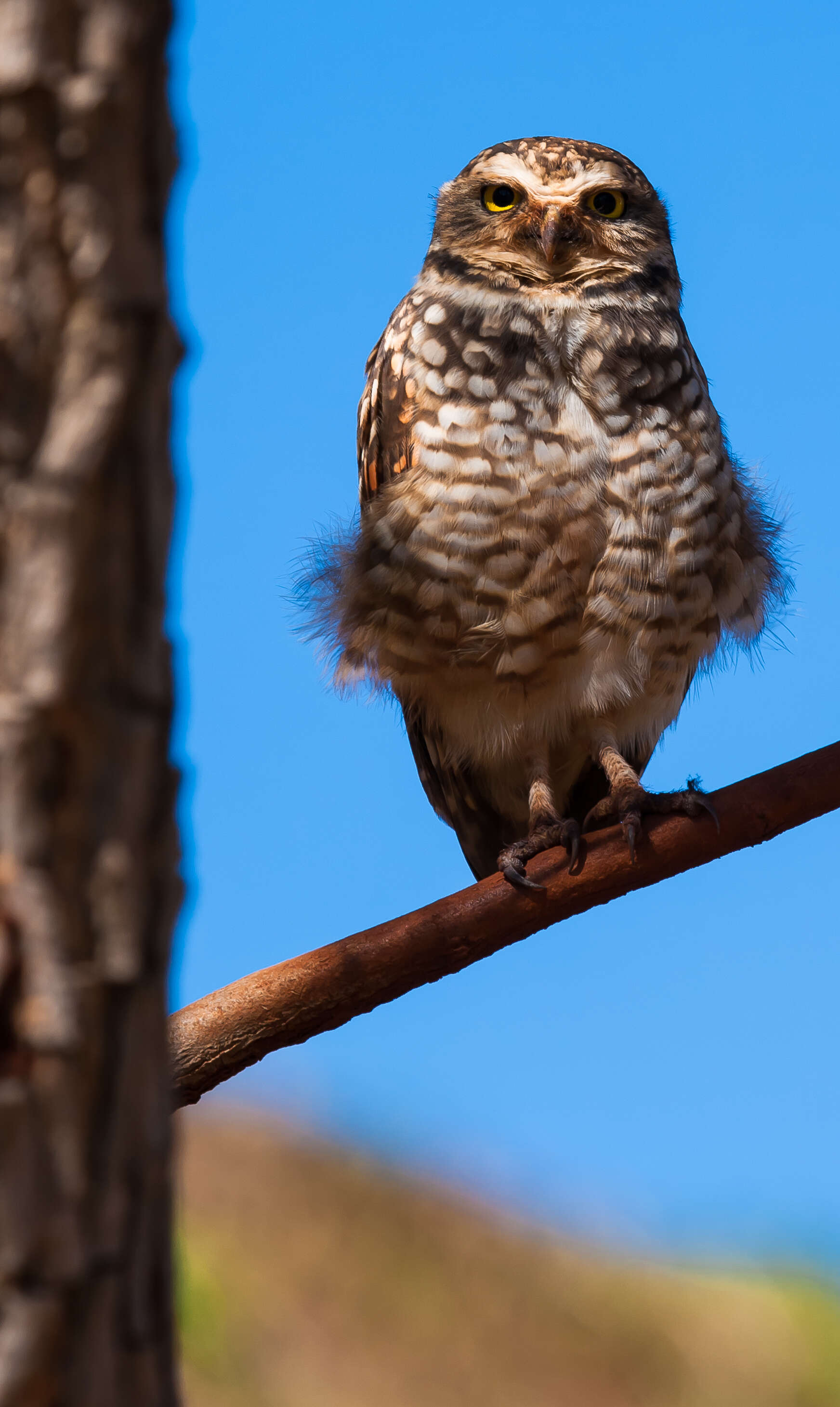 Image of Burrowing Owl