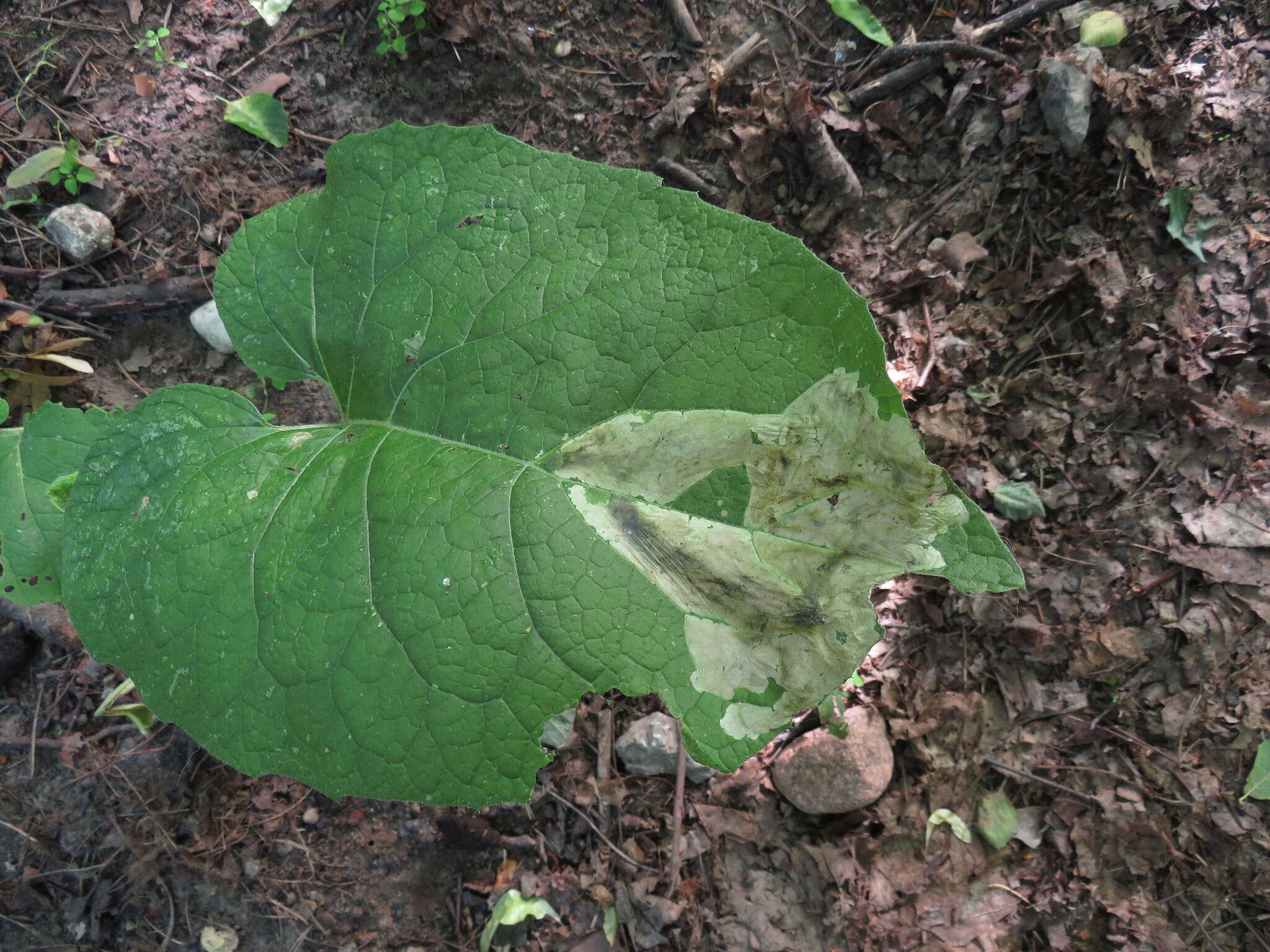 Plancia ëd Pegomya laticornis (Fallen 1825)