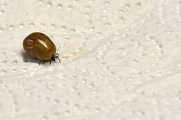 Image of Common sheep tick