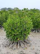 Image of Long-style stilt mangrove