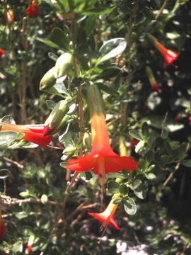 Image of <i>Cantua buxifolia</i> Jussieu ex Lamarck