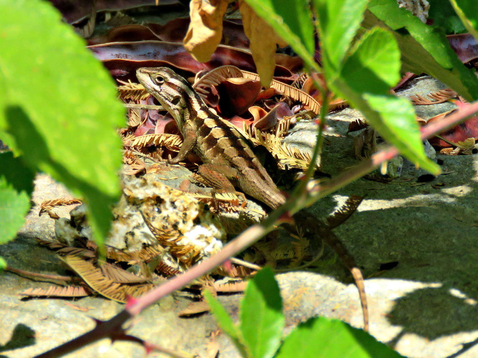 Image of Schroeder's Tree Iguana