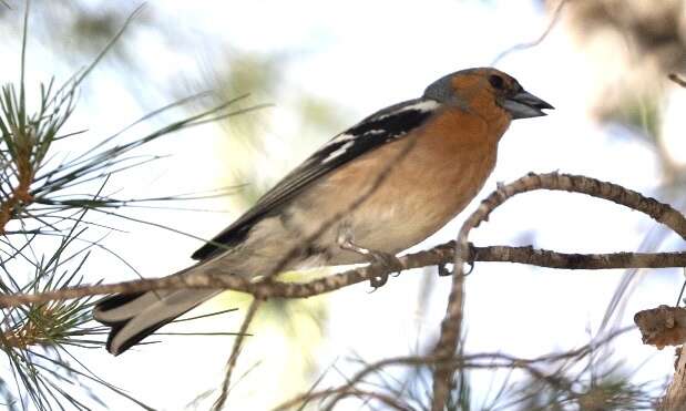 Image of Fringilla coelebs schiebeli Stresemann 1925