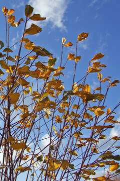 Image of bloodtwig dogwood