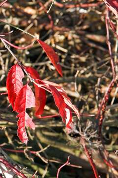 Image of bloodtwig dogwood