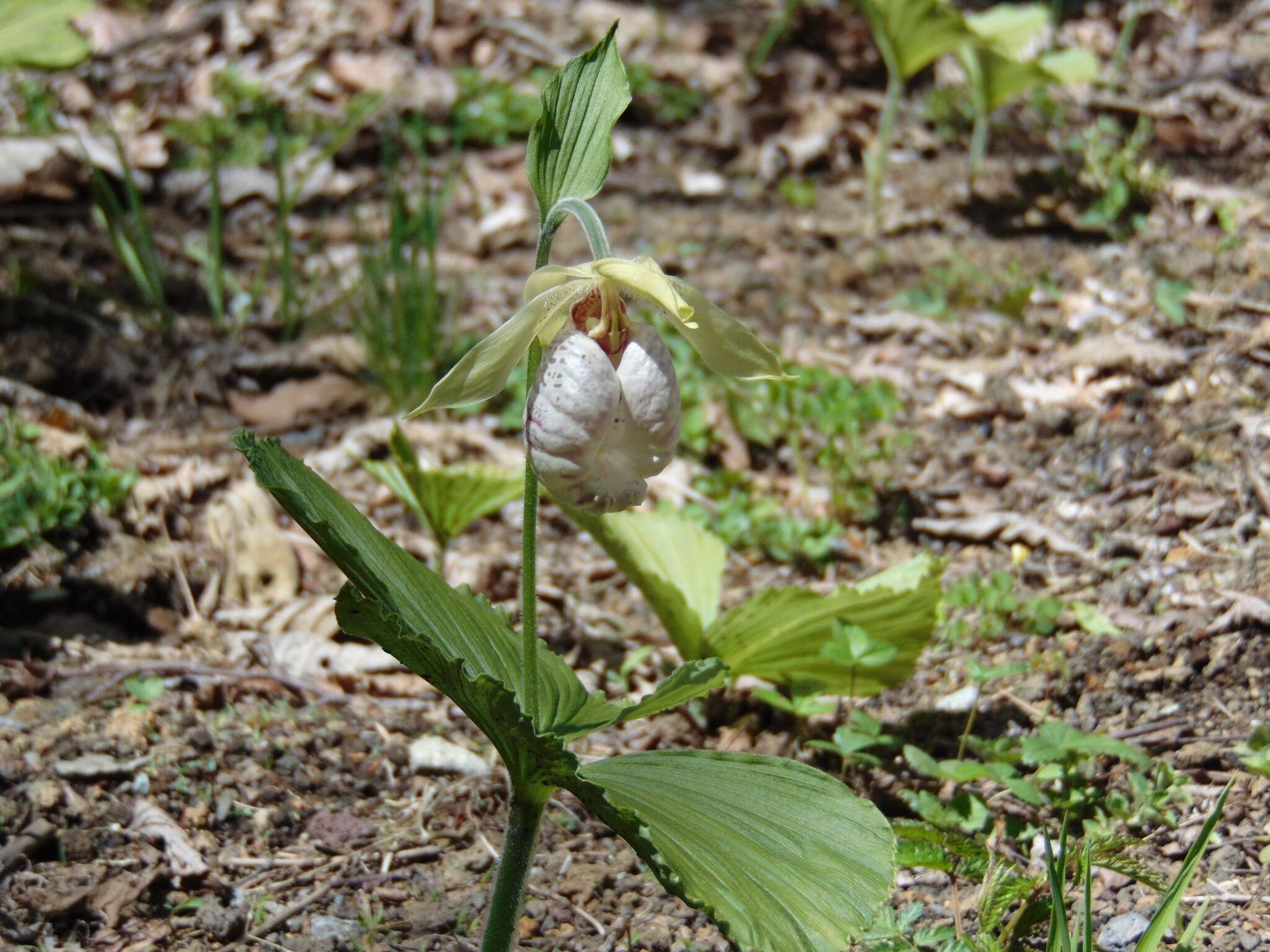 Image of Korean ladyslipper