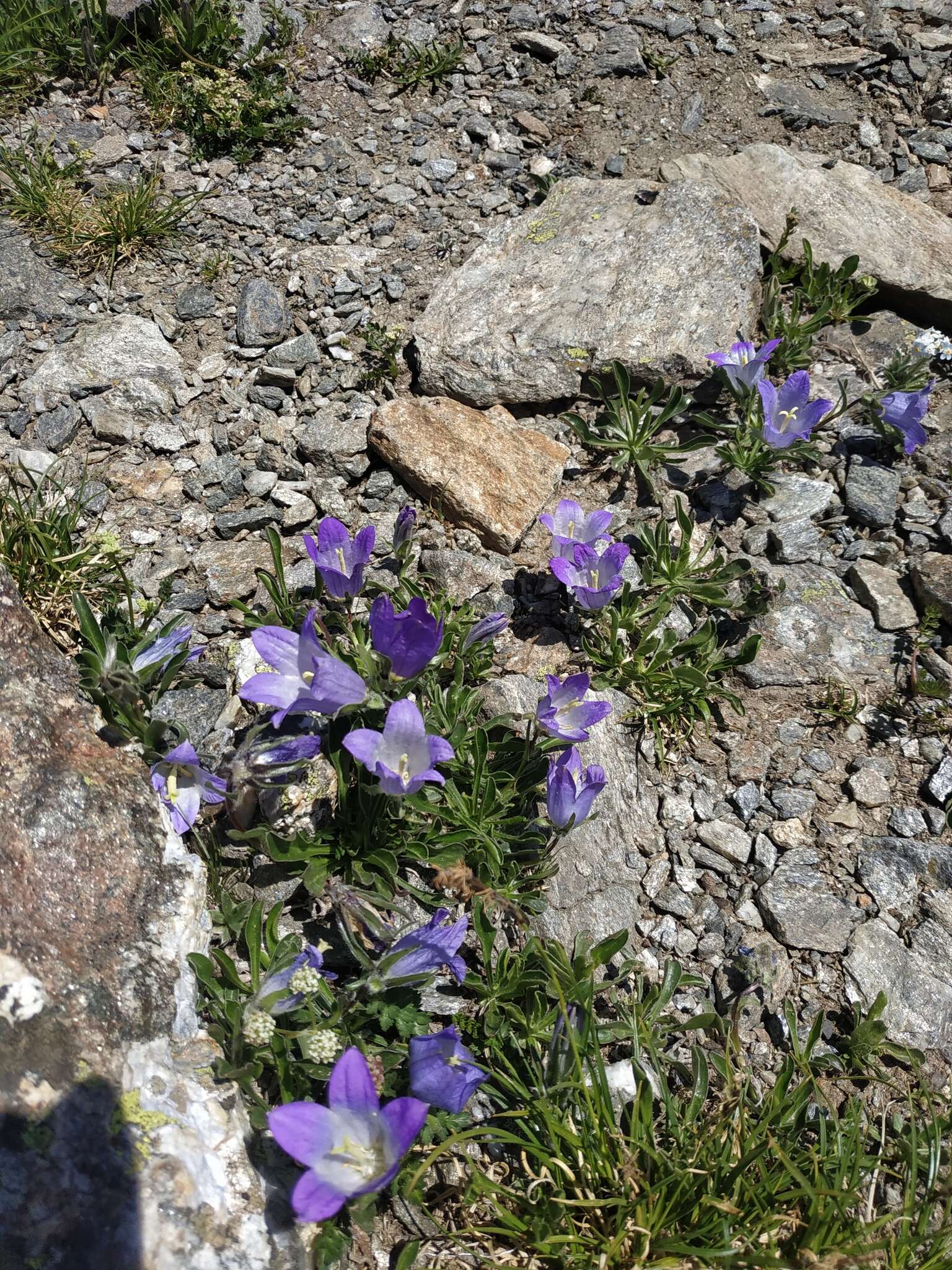 Image of Campanula tridentata Schreb.