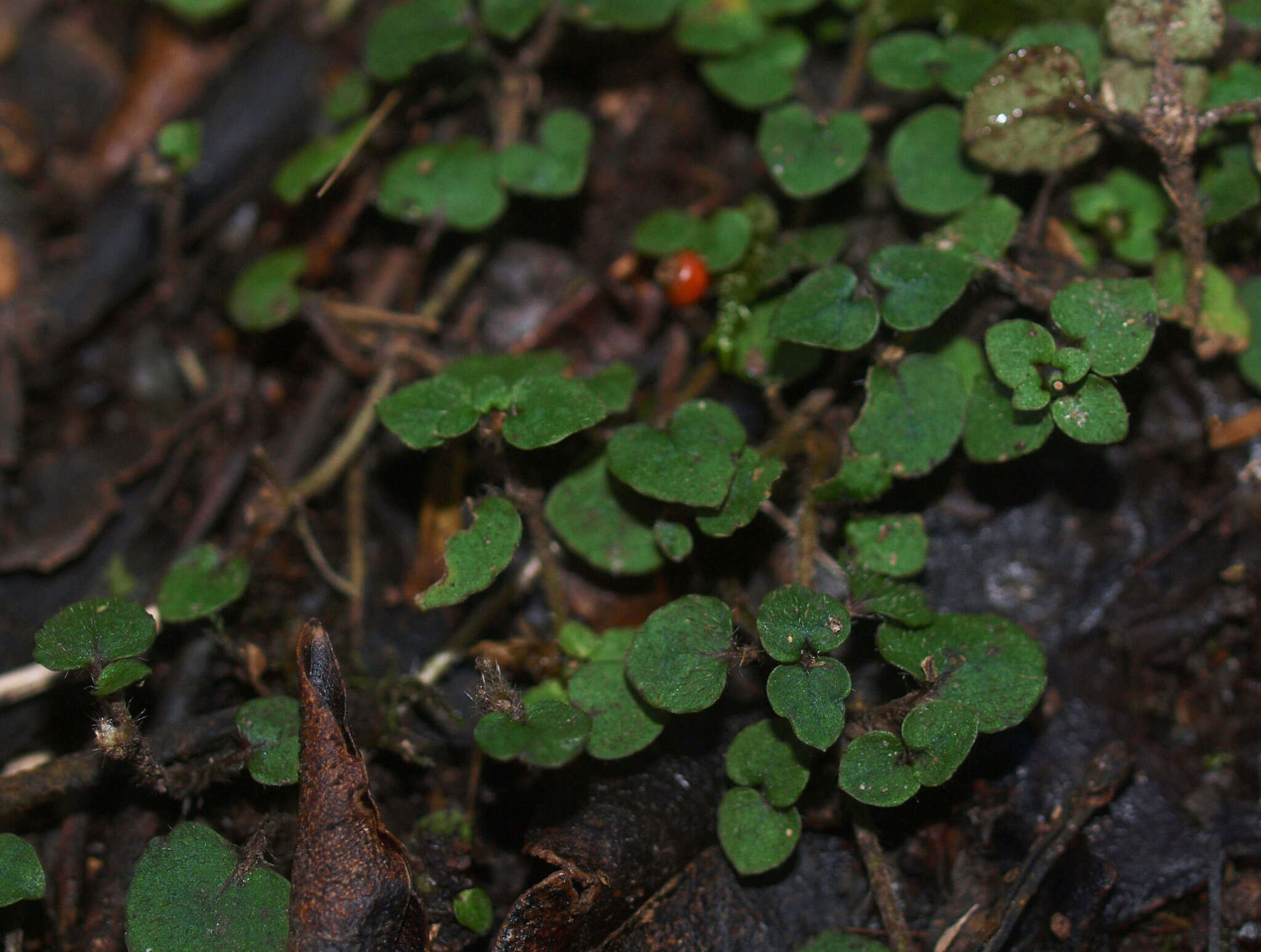 Image of Nertera villosa B. H. Macmill. & R. Mason