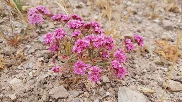 Image of Douglas' spineflower