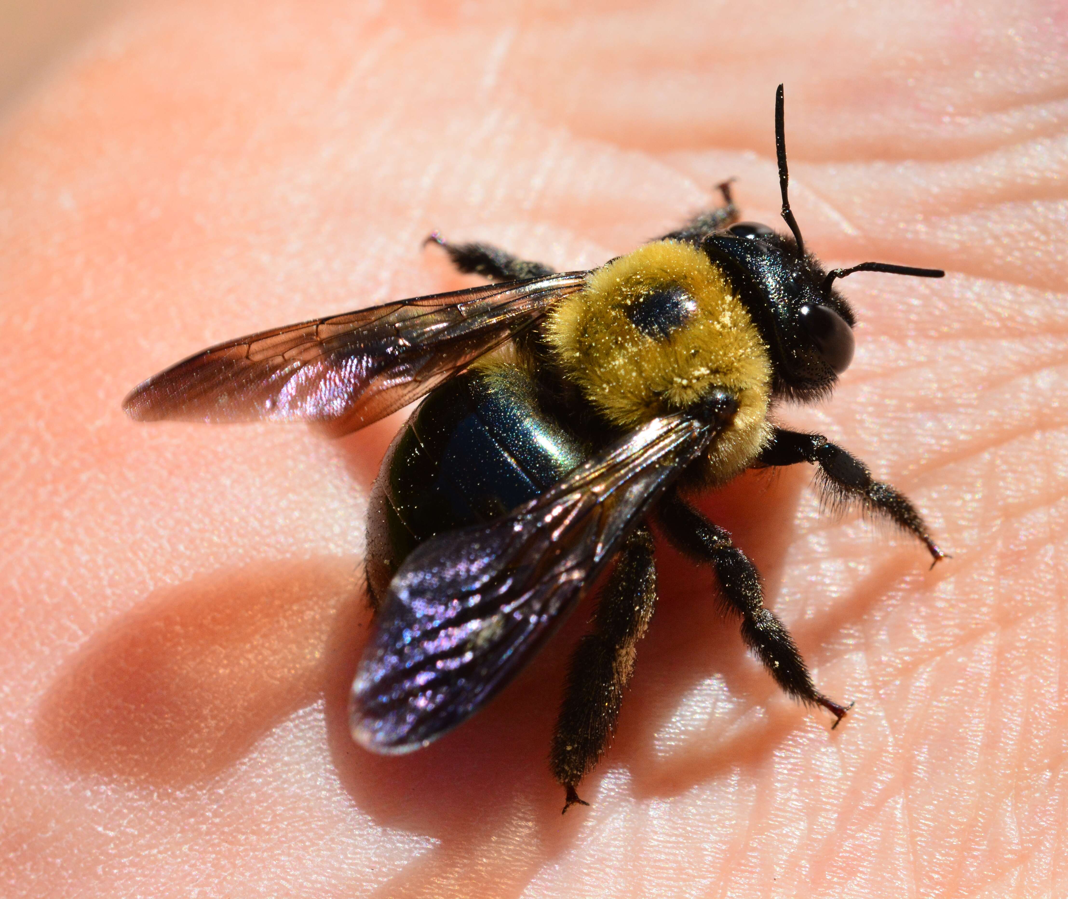 Image of Eastern Carpenter Bee