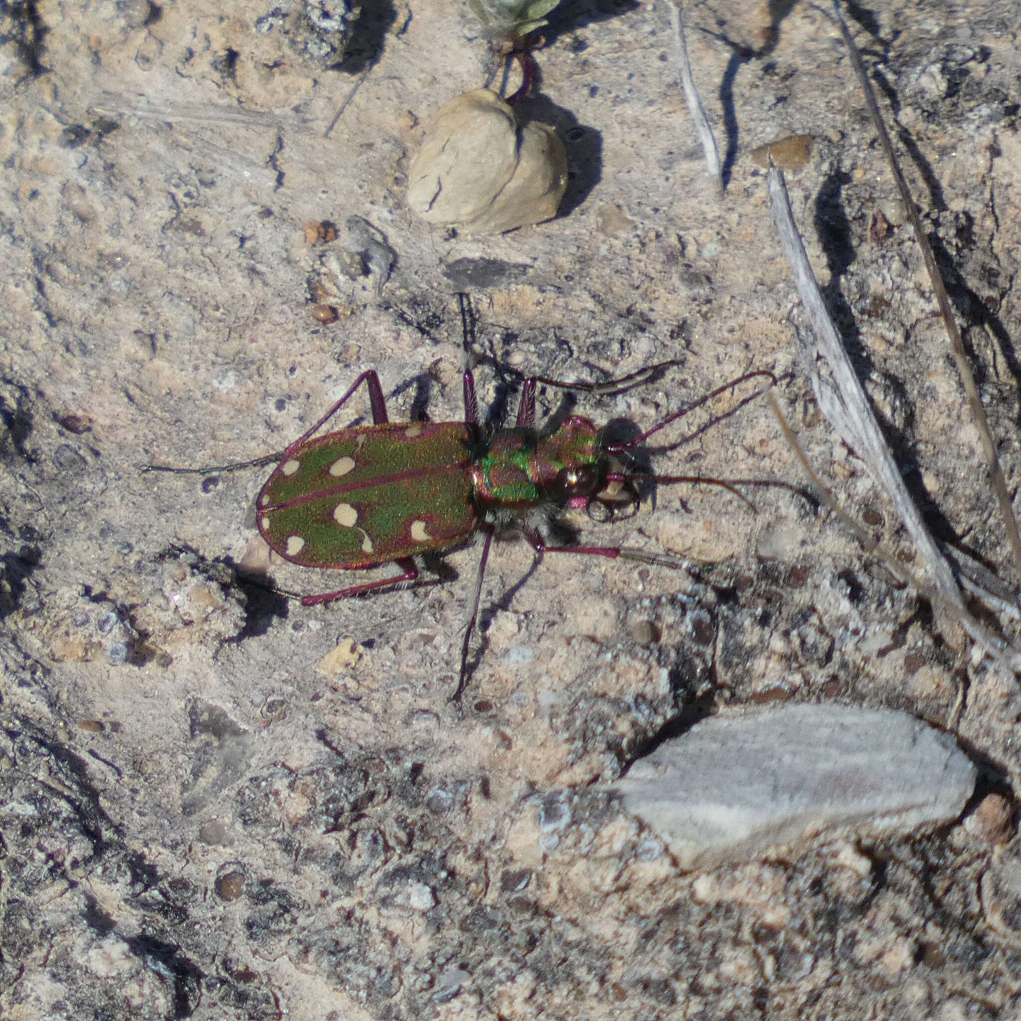 Image of Cicindela (Cicindela) maroccana maroccana Fabricius 1801