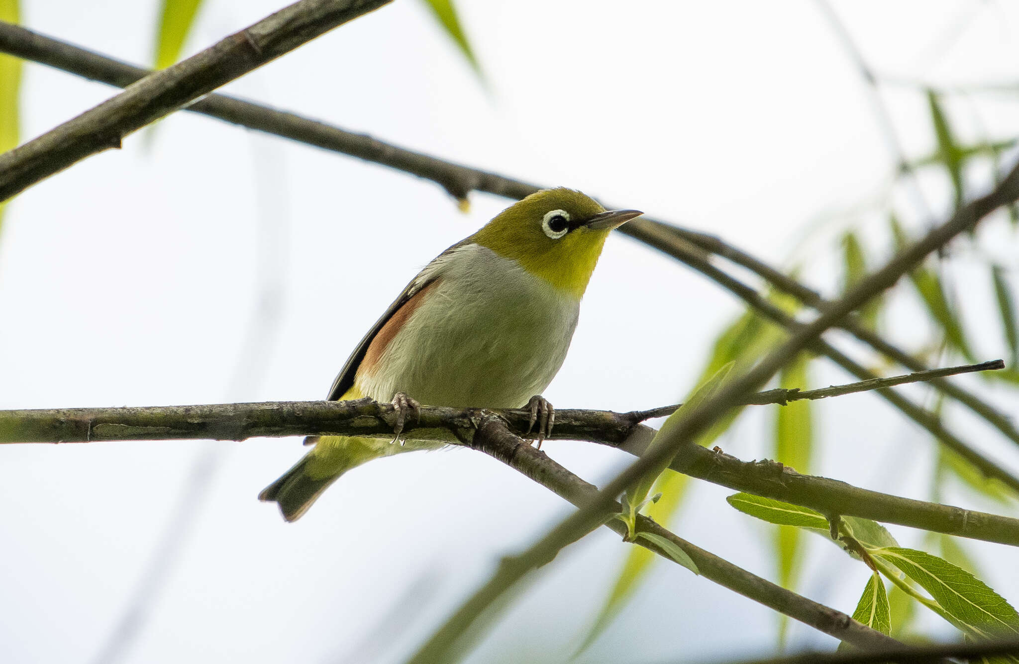 Image of Chestnut-flanked White-eye