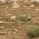 Image of Inland Dotterel