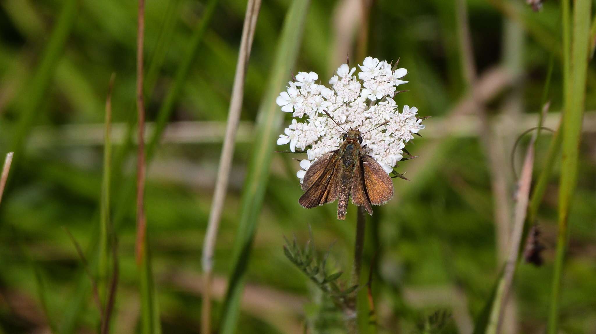 Image of lulworth skipper