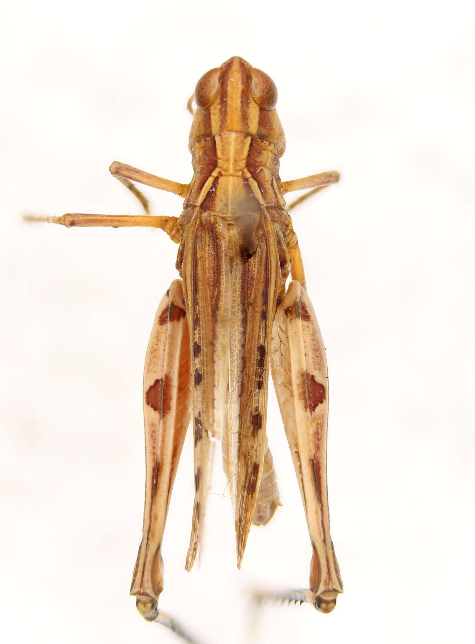 Слика од Eupnigodes sierranus (Rehn, J. A. G. & Hebard 1909)