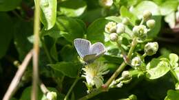 Image of small blue