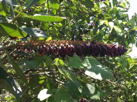 Image of Norantea guianensis var. goyasensis (Cambess.) G. L. Ferreira