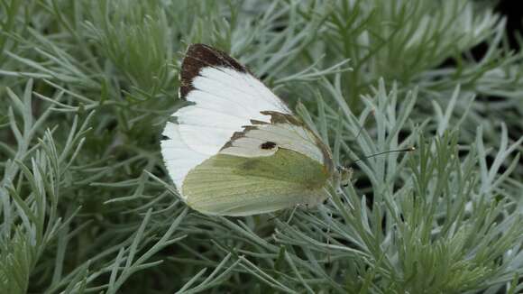 Image of cabbage butterfly