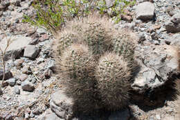 Image of Echinopsis lateritia Gürke