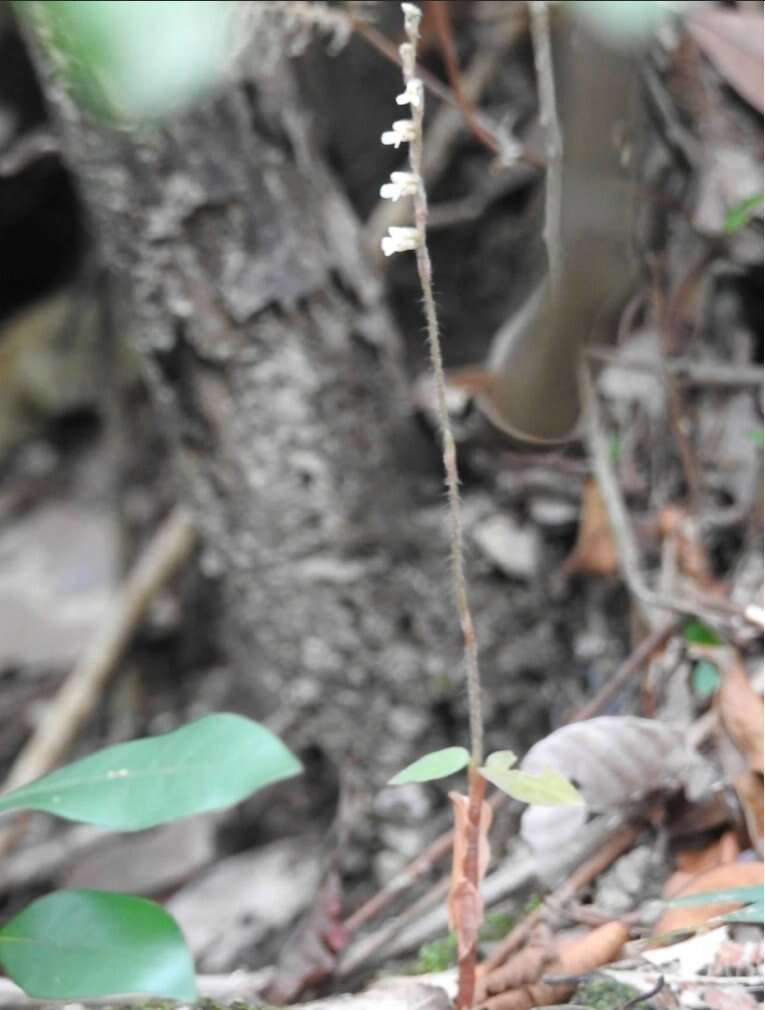 Image of Cleric's Collar Orchid