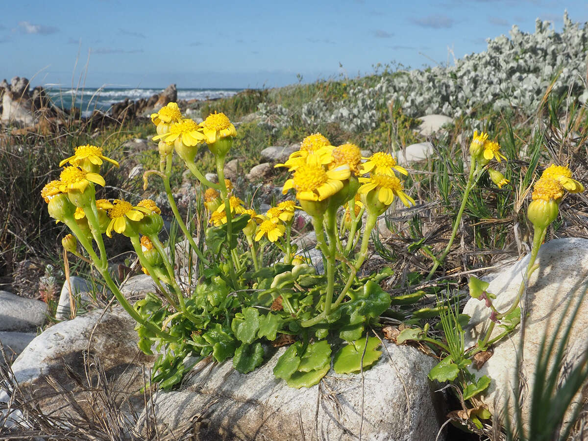 Image of Cineraria geifolia (L.) L.