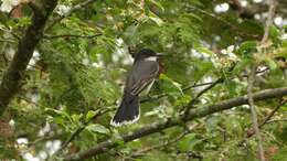 Image of Eastern Kingbird