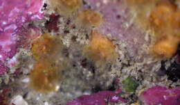 Image of Aggregating Cup Coral