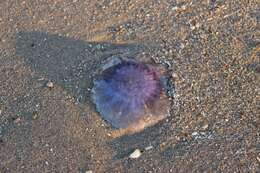 Image of Blue Jellyfish