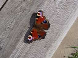 Image of Aglais io