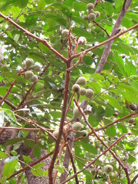 Image of Forest natal mahogany