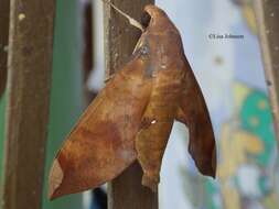 Image of Fig Sphinx