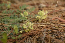 Image of bearded milkvetch