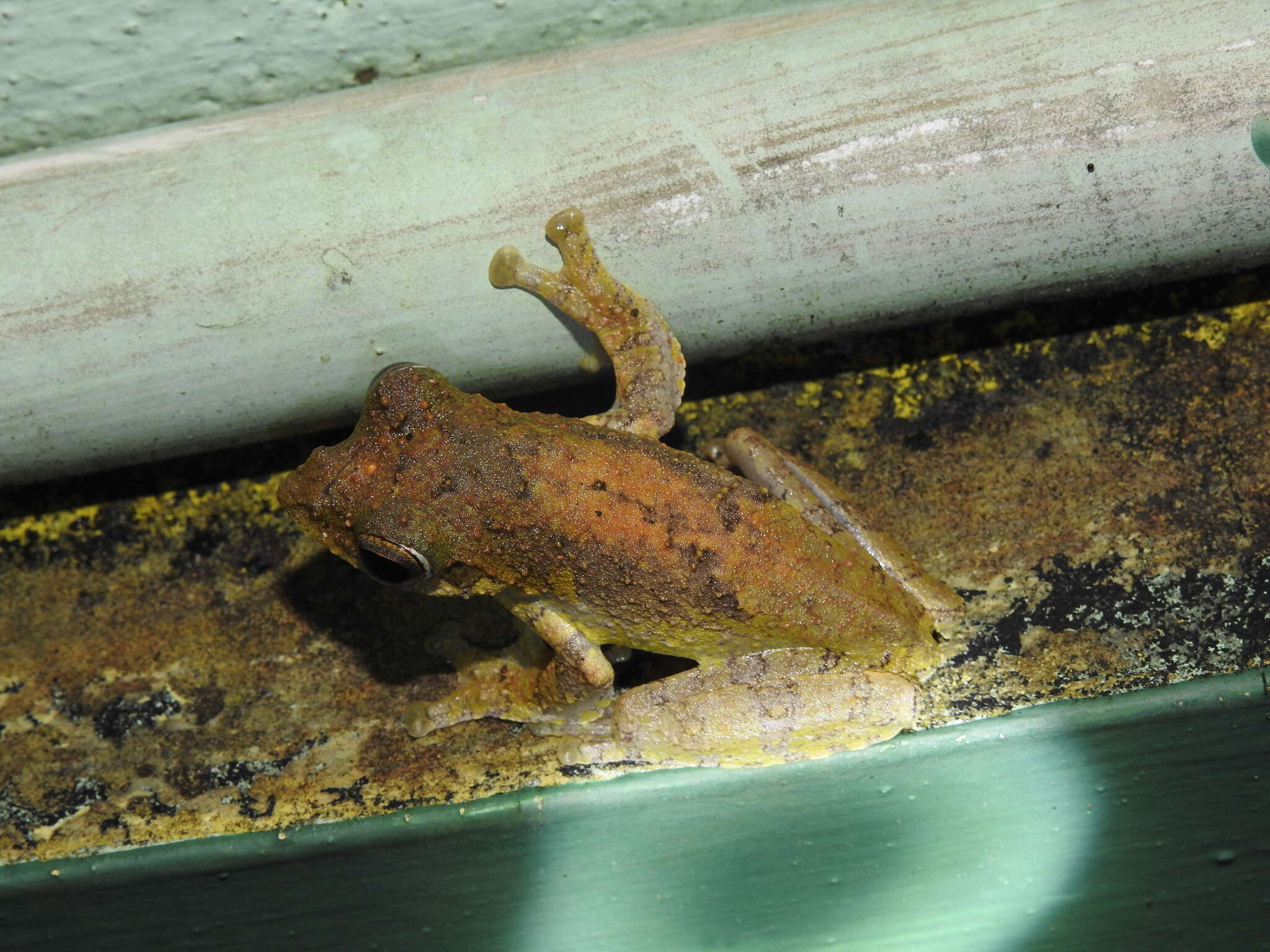 Plancia ëd Rhacophorus calcadensis Ahl 1927